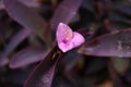 Top tree of Purple heart flower. Royalty Free Stock Photo