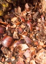 top of tree stump with broken chestnut nut shells brown arrangement nature natural Royalty Free Stock Photo