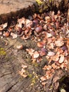 top of tree stump with broken chestnut nut shells brown arrangement nature natural Royalty Free Stock Photo