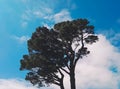 Top of a tree in a sunny day in Bodnant Gardens Royalty Free Stock Photo