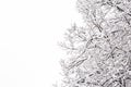 Snow-covered tree on a white background Royalty Free Stock Photo