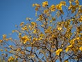 Top of a tree with yellow sparse leaves. autumn is coming Yellow leaves against the blue sky