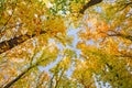 Top of trees of autumn forest in the colors of autumn