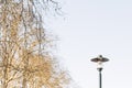 Top Trees Branches with a Street Lamp