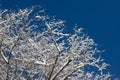 Top trees covered with snow against the blue sky, frozen trees in the forest sky background, tree branches covered Royalty Free Stock Photo