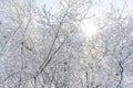 Top of the trees covered with snow against the blue sky, frozen trees in the forest sky background, tree branches covered Royalty Free Stock Photo