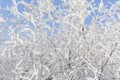 Top of the trees covered with snow against the blue sky, frozen trees in the forest sky background, tree branches covered Royalty Free Stock Photo