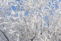 Top of the trees covered with snow against the blue sky, frozen trees in the forest sky background, tree branches covered Royalty Free Stock Photo