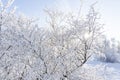 Top of the trees covered with snow against the blue sky, frozen trees in the forest sky background, tree branches covered Royalty Free Stock Photo