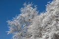 Top trees covered with snow against the blue sky, frozen trees in the forest sky background, tree branches covered Royalty Free Stock Photo