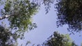 Top of trees in dark forest. Tree tops in the autumn forest. Tree tops and sky Royalty Free Stock Photo