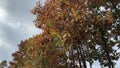 Top of trees different with fall changing colorful leafs.