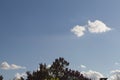 Top of trees over blue sky and high up clouds Royalty Free Stock Photo