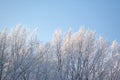 Top trees snow covered against blue clear sky Royalty Free Stock Photo