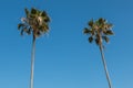 Top of Two Washingtonia Robusta Palm Trees