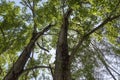 Top of variety of poplar tree in backlight and sky background