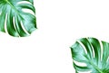 Top veiw, Bright fresh two monstera leaf frame isolated on white background for stock photo or advertisement, Genus of flowering Royalty Free Stock Photo