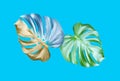 Top veiw, Bright fresh two monstera leaf isolated on cyan background for stock photo or advertisement, Genus of flowering plants,