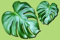 Top veiw, Bright fresh two monstera leaf isolated on green background for stock photo or advertisement, Genus of flowering plants Royalty Free Stock Photo
