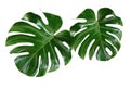 Top veiw, Bright fresh two monstera leaf isolated on white background for stock photo or advertisement, Genus of flowering plants Royalty Free Stock Photo