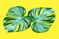 Top veiw, Bright fresh two monstera leaf isolated on yellow background for stock photo or advertisement, Genus of flowering plants Royalty Free Stock Photo