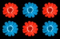 Top veiw, Brightness pattern set zinnia flower red and blue colour blossom blooming isolated on black background for stock photo,