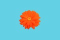 Top veiw, brigness single daisy flower orange yellow color blossom blooming isolated on cyan background for stock photo or