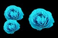 Top veiw, Collection three rose flowers blue color blossom blooming isolated on black background for stock photo or illustration