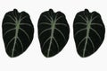 Top veiw, pattern three alocasia black velvet leaf isolated on white background for stock photo or advertisement, houseplant,