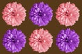 Top veiw, Set chrysanthemums flower pink and violet color blossom blooming  isolated on brown background for stock photo or Royalty Free Stock Photo