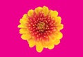 Top veiw, single chrysanthemums flower yellow orange color blossom blooming  isolated on pink background for stock photo or Royalty Free Stock Photo