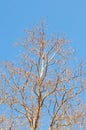 Top Vertical Tree Branches under Blue Sky Royalty Free Stock Photo