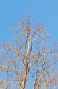 Top Vertical Tree Branches under Blue Sky
