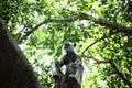 Top vew of indian gray langur monkey sitting on tree branch