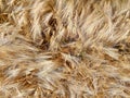 Top view from above full frame closeup of countless seamless isolated ripe golden wheat ears in german agricultural field