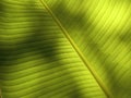 Top view,Abstract blurred background of light and shadow on banana leaf for stock photos or design, green leave backdrop Royalty Free Stock Photo