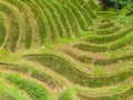 Top view of Abstract geometric shapes of agricultural parcels in green color. Bali rice fields with water. Aerial view Royalty Free Stock Photo