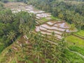 Top view of Abstract geometric shapes of agricultural parcels in green color. Bali rice fields with water. Aerial view Royalty Free Stock Photo