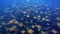 Top view abstract large group of Golden Cownose Rays at Mexico coast, sun rays through clear water