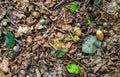 Top view of acorns and dried branches on the ground in a forest Royalty Free Stock Photo