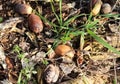 Top view of acorns and dried branches on the ground in a forest Royalty Free Stock Photo