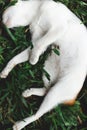 Top view of an adorable barn cat peacefully sleeping on a field of grass Royalty Free Stock Photo