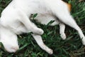 Top view of an adorable barn cat peacefully sleeping on a field of grass Royalty Free Stock Photo