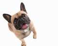 top view of adorable excited frenchie dog sticking out tongue and panting