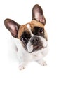 Top view of adorable purebred dog, French bulldog sitting and looking upwards with attention isolated on white studio Royalty Free Stock Photo