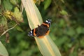 Top view of adorable Red admiral butterfly on green plant leaf Royalty Free Stock Photo