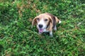 Top view of an adorable tri-color beagle dog with cute eyes looking up while sitting on the green grass in the meadow Royalty Free Stock Photo