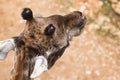 Top view of an adult giraffe Royalty Free Stock Photo