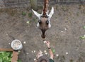 The top view of the adult giraffe eating food from a caretaker