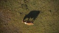 Top view aerial of cow grazing on pasture land